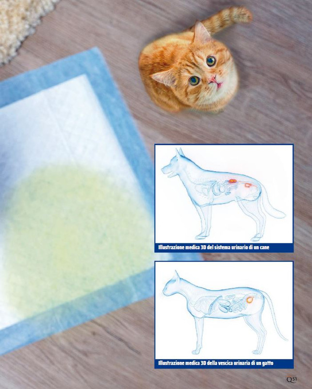 QuattroZampe Set 2023 (6)