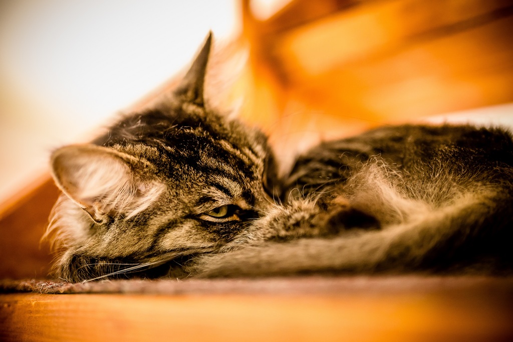 _MG_3199resize