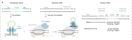 CRISPR-Cas-6.png