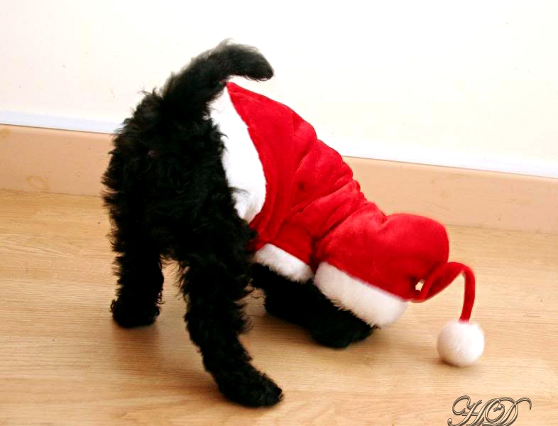 Dogs-stans-Xmas-2-HD.jpg