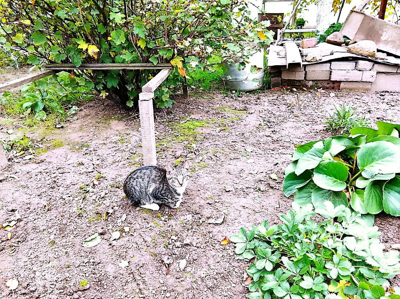 Кошка 2