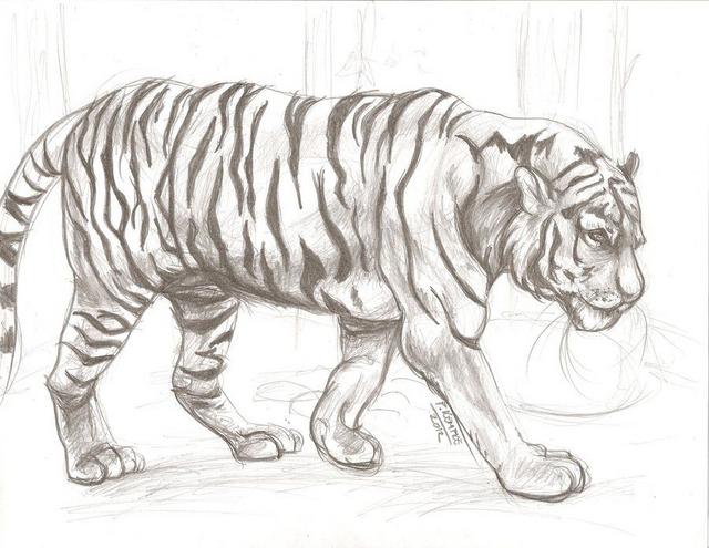 Sketching Animals! Sketching Animals!