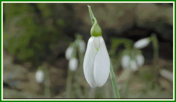 73352183-3113059-Snowdrop-flower-timelapsenew