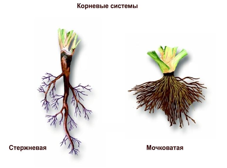 Простой способ ускорения роста корней с помощью корневина