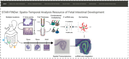 单细胞分辨率下人类肠道发育的时空图谱-3.png