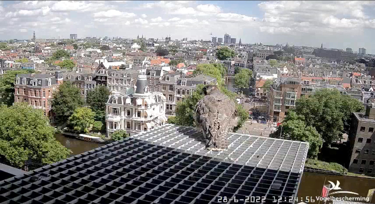 amsterdam - Amsterdam/Rijksmuseum screenshots © Beleef de Lente/Vogelbescherming Nederland - Pagina 34 Video-2022-06-28-123454-Moment-2