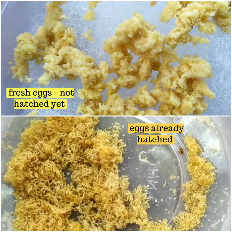 black-soldier-fly-eggs-hatched-unhatched.jpg