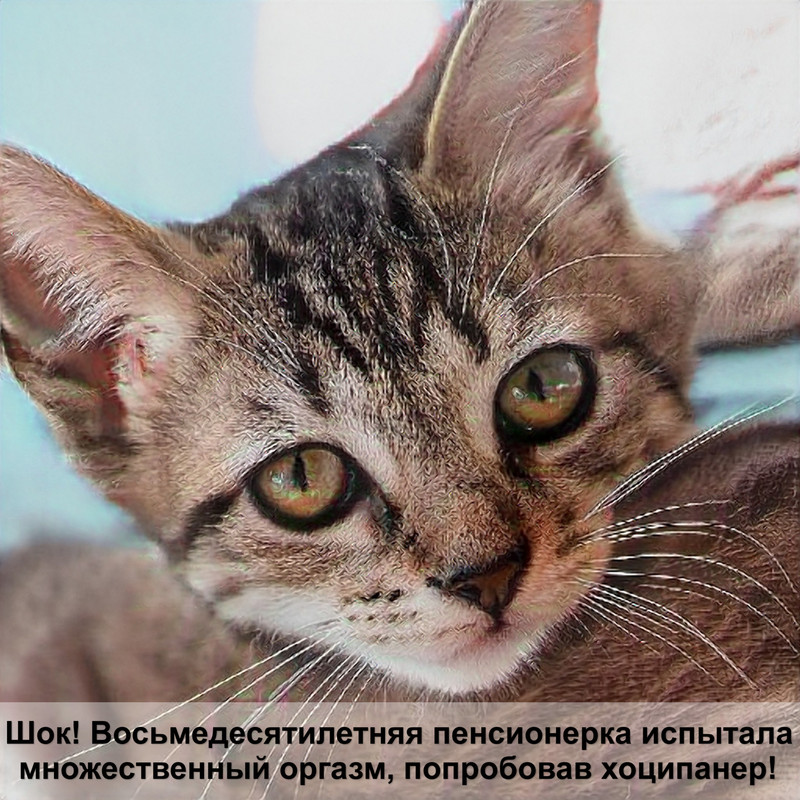 как посчитать возраст кота