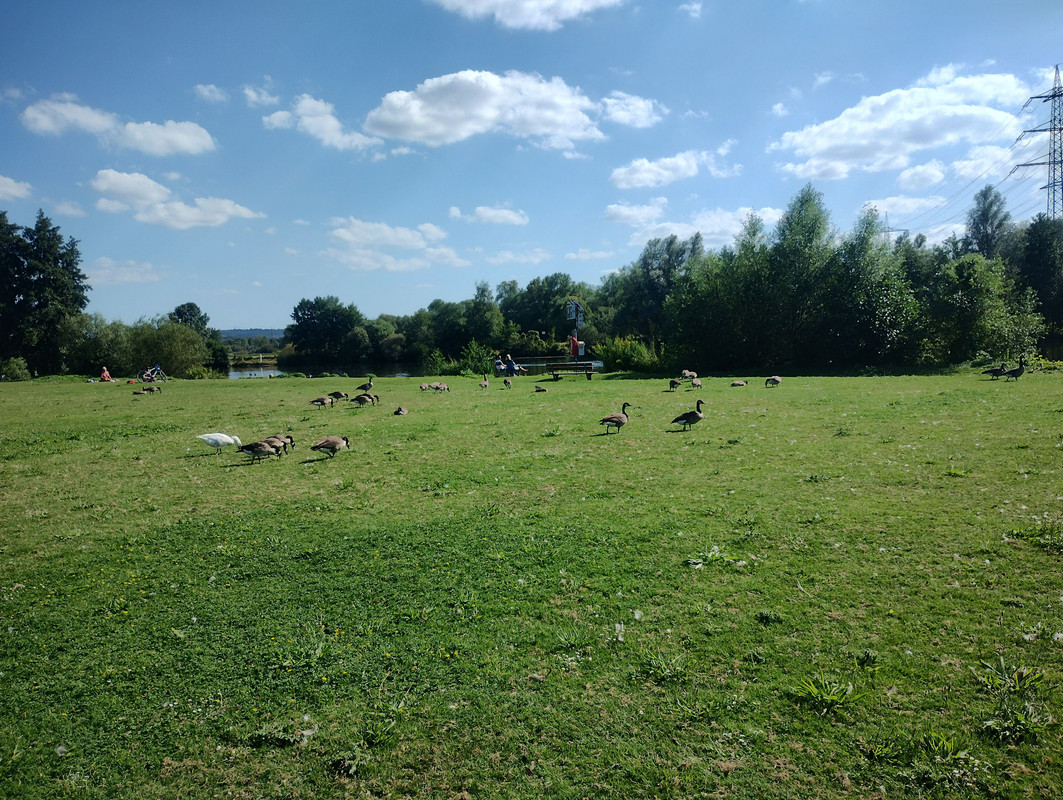 Gänse an der Badestelle in Bochum-Dahlhausen