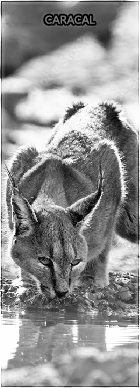 caracal