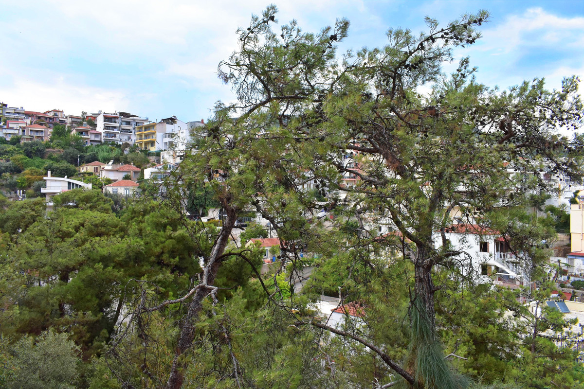 Άλσος της Παναγούδας (16)