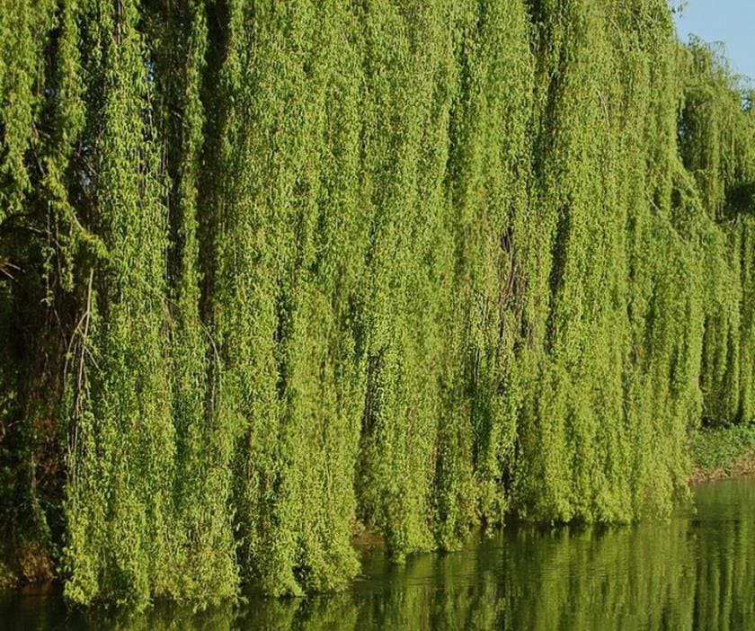 Ива росяная (росистая) Salix rorida