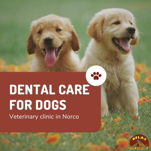 Dental Care for Dogs: Prevent Oral Disease & Pain | Atlas Pet Hospital
