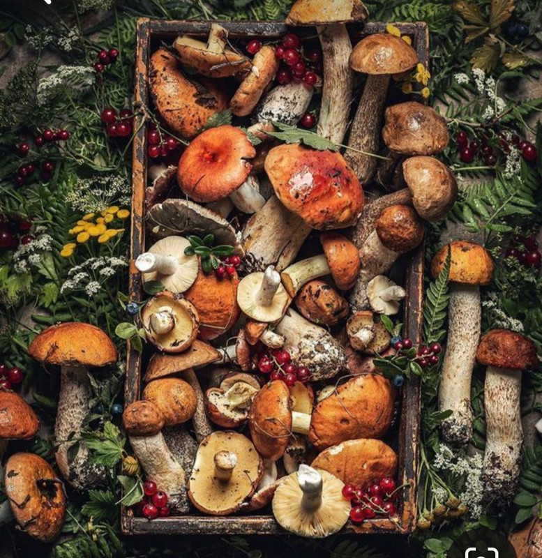 Screenshot_20231112_234851_Pinterest