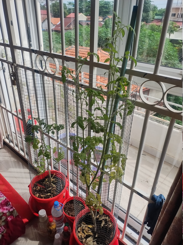 Tomatoes 261029