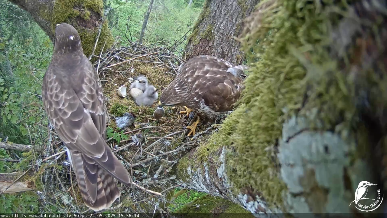 Melnās klijas (Milvus migrans) Kurzemē_ peļu klijāni (Buteo buteo) 13-19-34 screenshot