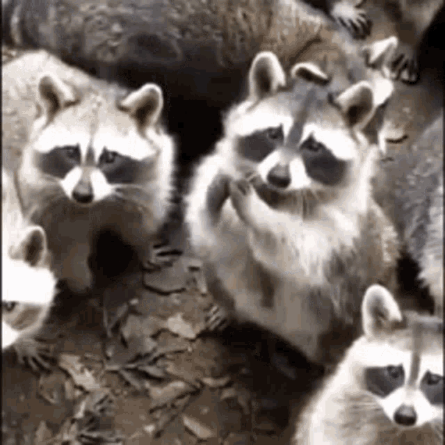 raccoons-preparing.gif