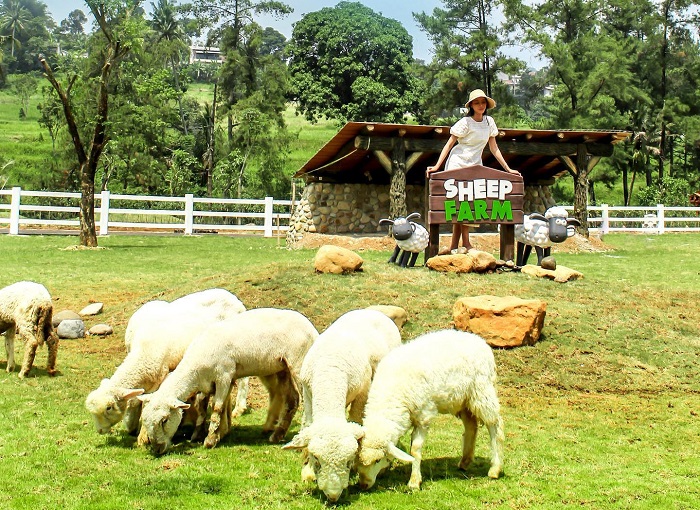 Domba merino di Cimory Dairyland Puncak.