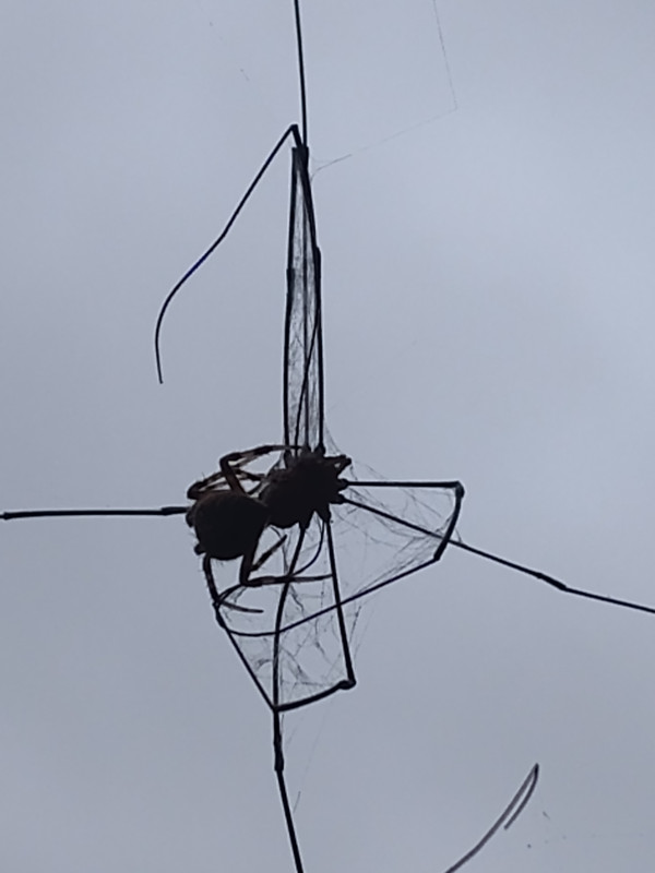 IMG_20250614_062732983