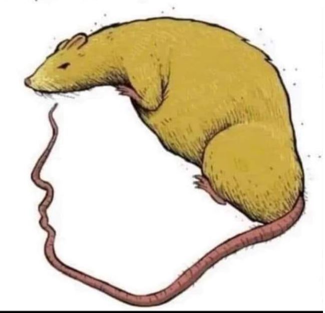 Rat-brain-Donald.jpg