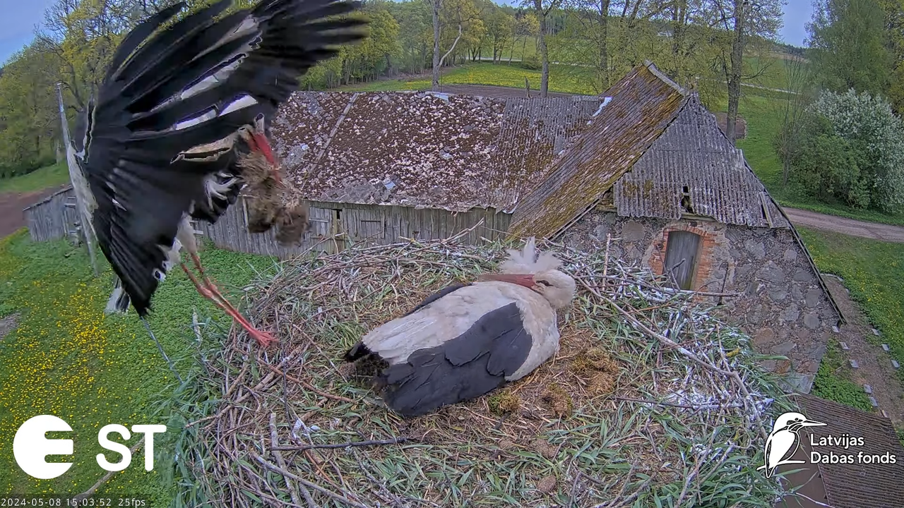 Baltie stārķi (Ciconia ciconia) Tukuma novadā - LDF tiešraide __ White storks in Tukums, Latvia 11-2