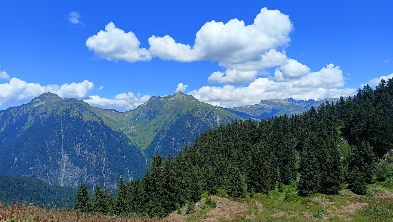 IMG20250712142642 (Large)