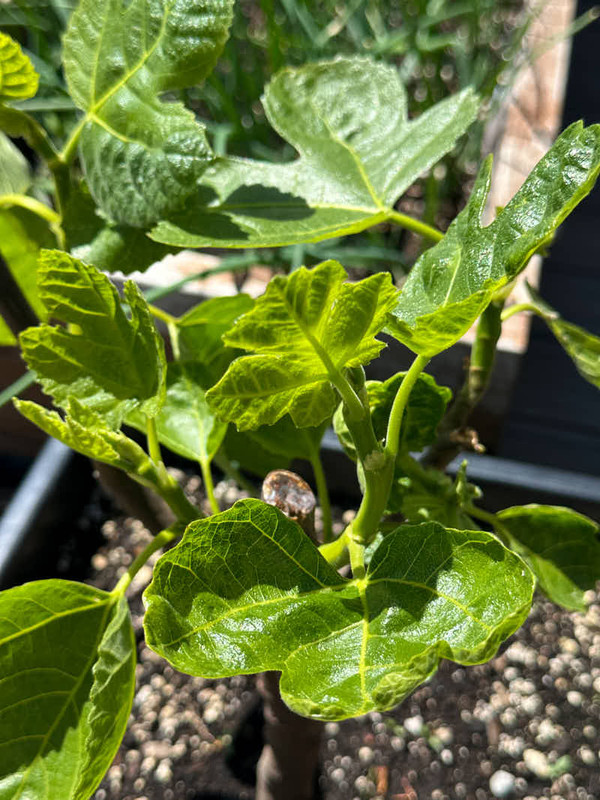 figs-882.jpg