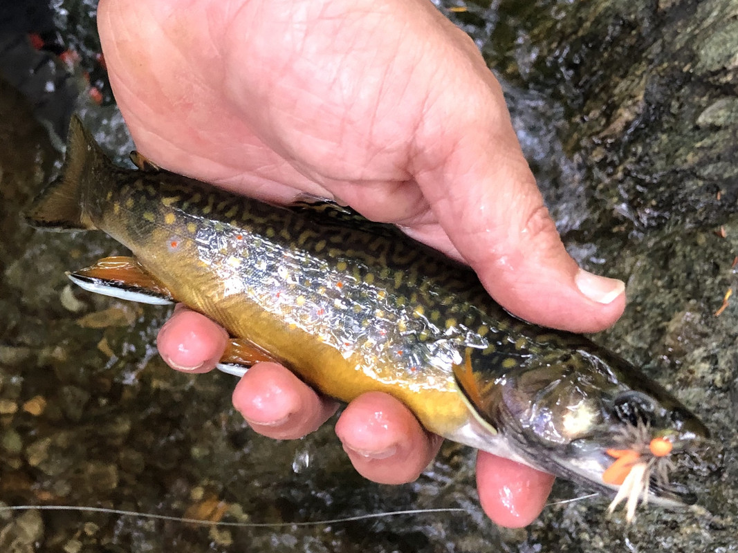 341D51B9-D6A2-4CA5-90C4-A9B0DD7A2F61