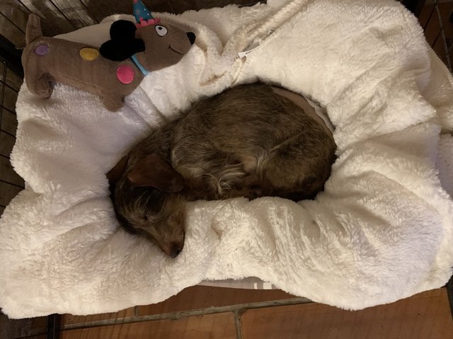 [Image: 35-DC3572-BC85-402-C-8-FF6-F70-C2815-EB72.jpg]