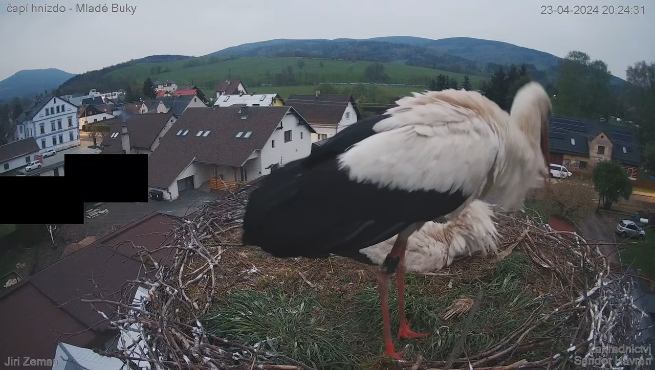 Tiešraides kamera — Mladé Buky — stārķa ligzda 13-13-51 screenshot (1)