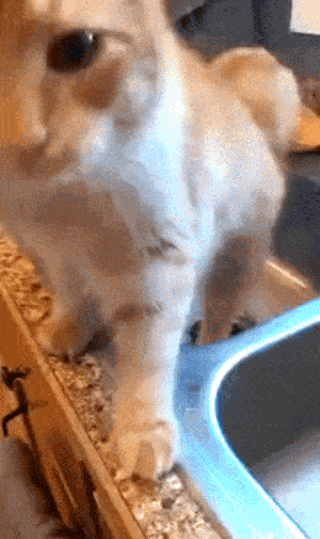 50.gif