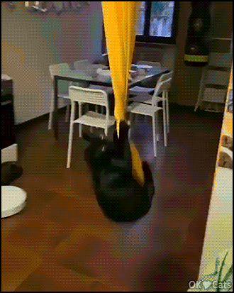 Funny-Cat-GIF-Playful-cat-likes-to-swing-hanging-on-curtains-I-came-in-like-a-wrecking-baaaallll.gif