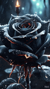 black-rose