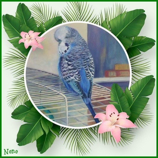 Welkom bij Dushy