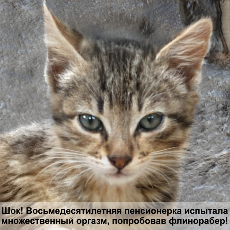 корм для кошек schesir