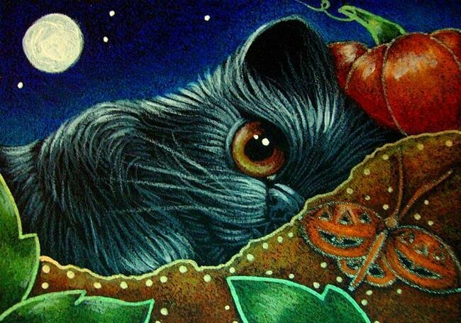 25-BLACK-PERSIAN-KITTEN-CAT-WATCHING-THE-PUMPKIN-BUTTERFLY