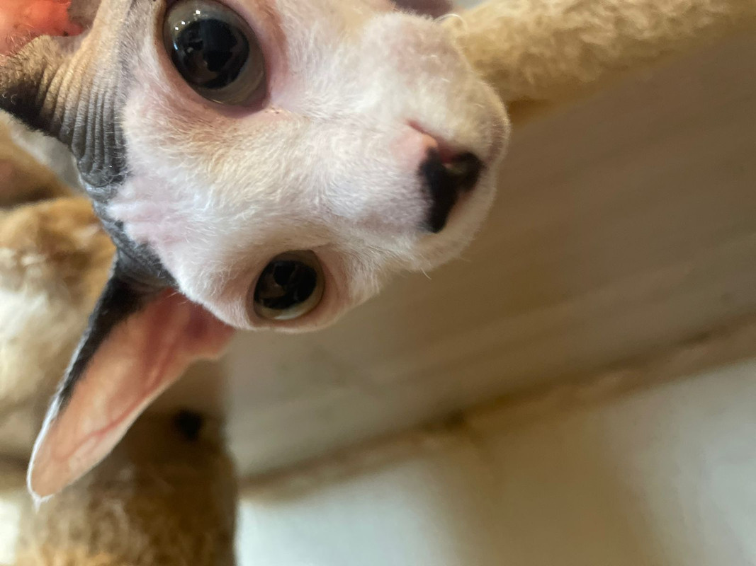 031-E0157-C434-4-E42-A643-5562-D405013-D