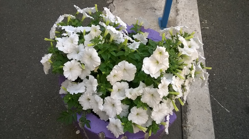 WP_20150610_12_07_55_Pro