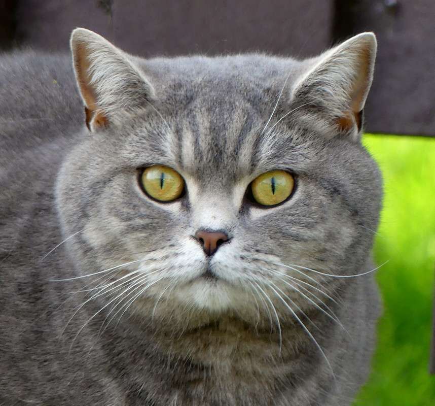 PUSSY CAT 2 250724