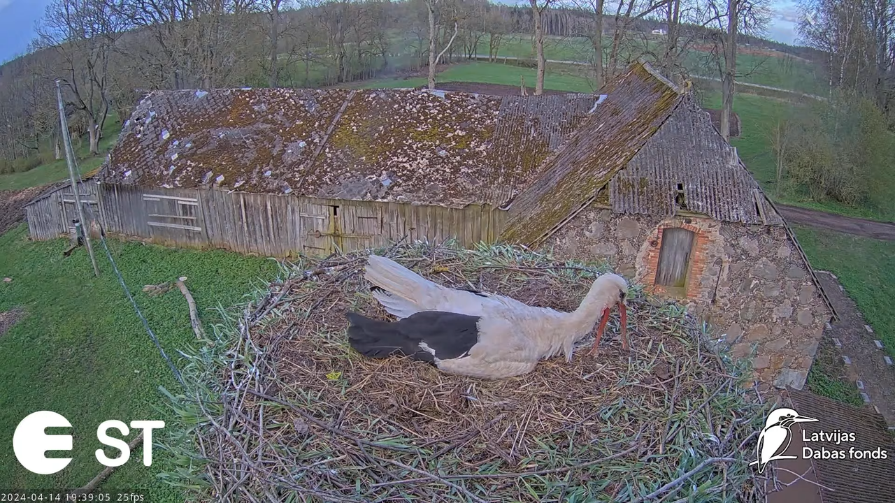 Baltie stārķi (Ciconia ciconia) Tukuma novadā - LDF tiešraide __ White storks in Tukums, Latvia 13-2