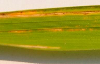 Bacteria-leaf-blight-4.jpg