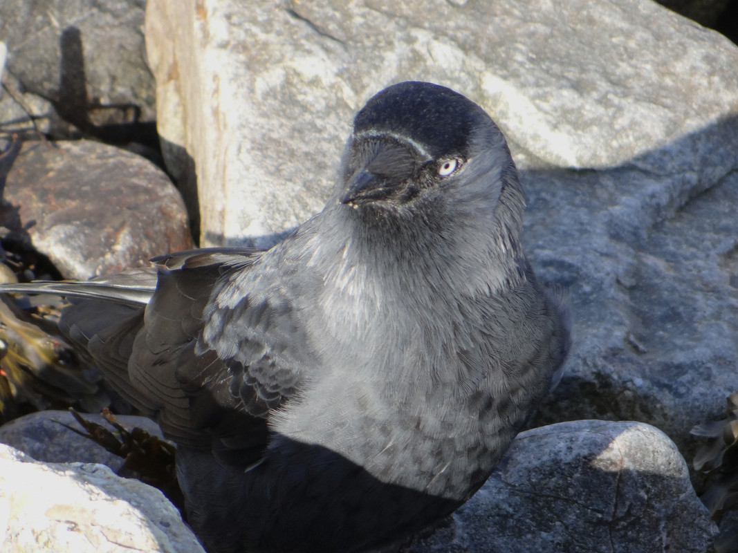 JACKDAW 55 101024