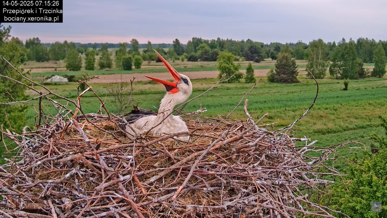 14052025bociany9