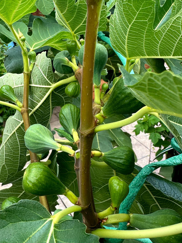 figs-737.jpg