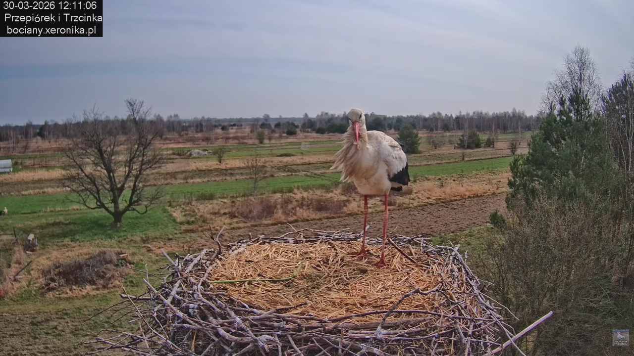 30032026bociany 10
