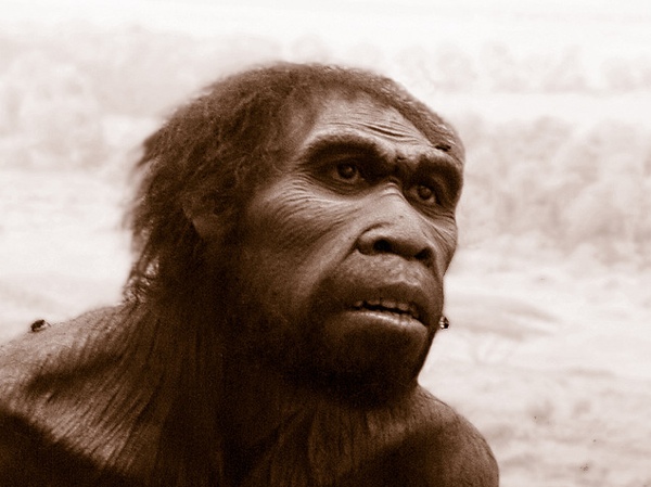 [Image: homo-erectus.jpg]