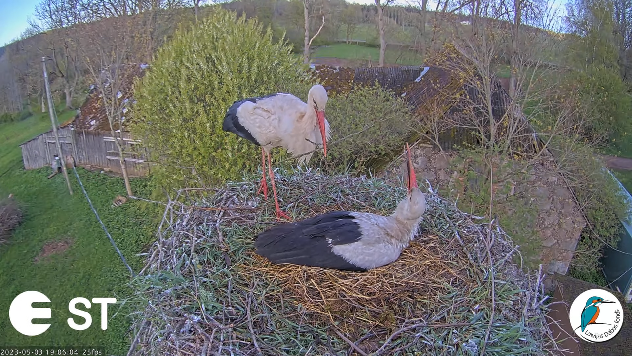 Baltie stārķi (Ciconia ciconia) Tukuma novadā - LDF tiešraide __ White storks in Tukums, Latvia 16-3