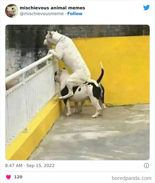 doglookout3434299686912-png-700.jpg