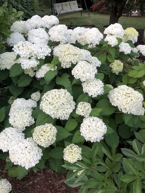 [Image: 80-FA30-B0-24-DE-4-D67-9-D3-A-84-CAAB264-EF5.jpg]