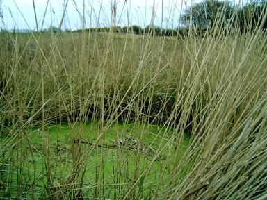 Apotropaic ‘witches’ marks and other ritual uses of caves Nicor-sompting-3